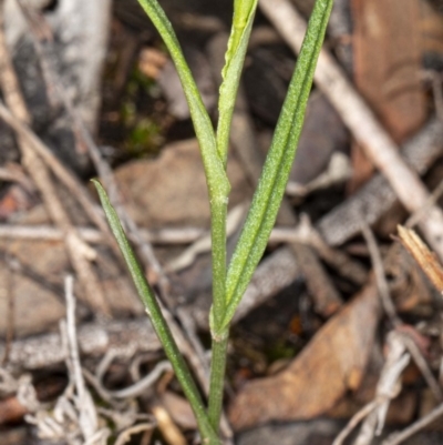 Bunochilus sp. (Leafy Greenhood) at Hackett, ACT - 2 May 2020 by DerekC