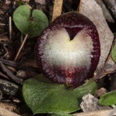 Corysanthes hispida (Bristly Helmet Orchid) at Hackett, ACT - 2 May 2020 by DerekC