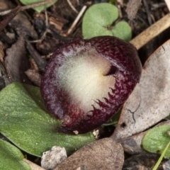 Corysanthes hispida at Hackett, ACT - 2 May 2020