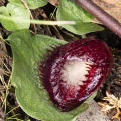 Corysanthes hispida at Hackett, ACT - 2 May 2020