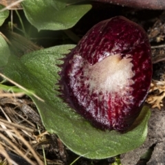 Corysanthes hispida at Hackett, ACT - 2 May 2020