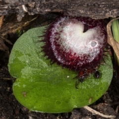 Corysanthes hispida at Hackett, ACT - 2 May 2020