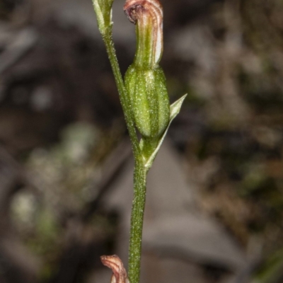 Speculantha rubescens (Blushing Tiny Greenhood) at Black Mountain - 2 May 2020 by DerekC