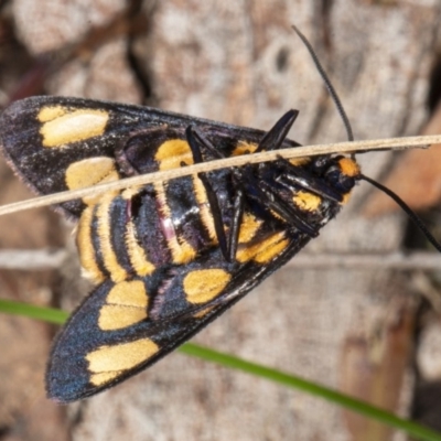 Amata (genus) (Handmaiden Moth) at Gungaderra Grasslands - 5 Apr 2020 by DerekC
