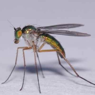 Austrosciapus sp. (genus) (Long-legged fly) at Evatt, ACT - 19 Nov 2016 by TimL