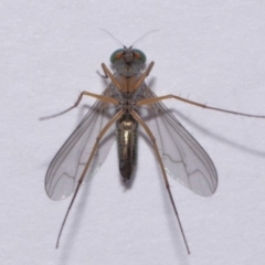 Austrosciapus sp. (genus) at Evatt, ACT - 19 Nov 2016