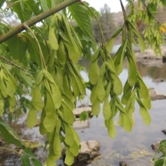 Acer negundo (Box Elder) at Tuggeranong DC, ACT - 15 Jan 2020 by michaelb