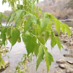 Acer negundo at Tuggeranong DC, ACT - 15 Jan 2020 06:27 PM