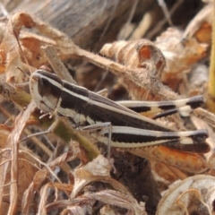 Macrotona australis (Common Macrotona Grasshopper) at Bullen Range - 15 Jan 2020 by michaelb