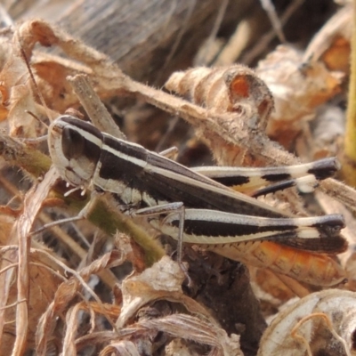 Macrotona australis (Common Macrotona Grasshopper) at Bullen Range - 15 Jan 2020 by michaelb