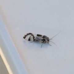 Psocodea 'Psocoptera' sp. (order) at Michelago, NSW - 3 May 2020