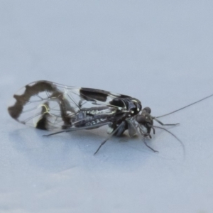 Psocodea 'Psocoptera' sp. (order) at Illilanga & Baroona - 3 May 2020