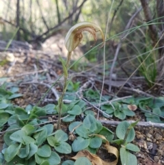Diplodium ampliatum (Large Autumn Greenhood) at Bullen Range - 4 May 2020 by rangerstacey