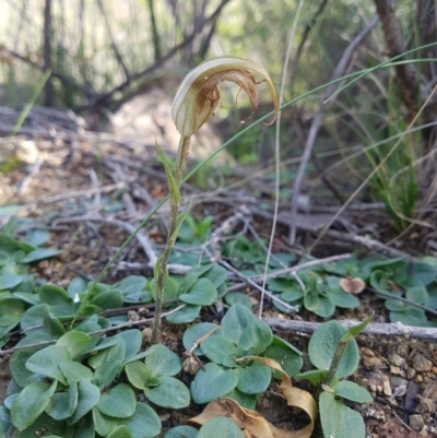 Diplodium ampliatum (Large Autumn Greenhood) at Bullen Range - 4 May 2020 by rangerstacey