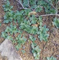 Diplodium ampliatum at Kambah, ACT - 4 May 2020