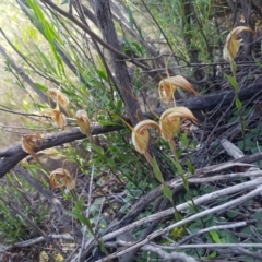 Diplodium ampliatum at Kambah, ACT - 4 May 2020