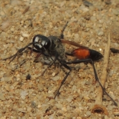 Podalonia tydei (Caterpillar-hunter wasp) at Tuggeranong DC, ACT - 15 Jan 2020 by MichaelBedingfield