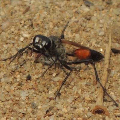 Podalonia tydei (Caterpillar-hunter wasp) at Tuggeranong DC, ACT - 15 Jan 2020 by michaelb