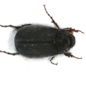 Melolonthinae (subfamily) at Rosedale, NSW - 15 Nov 2019 09:06 PM