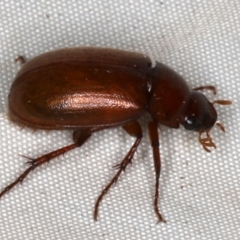 Melolonthinae (subfamily) (Cockchafer) at Rosedale, NSW - 15 Nov 2019 by jb2602