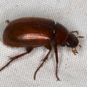 Melolonthinae sp. (subfamily) at Rosedale, NSW - 15 Nov 2019