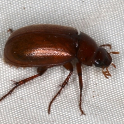 Melolonthinae (subfamily) (Cockchafer) at Rosedale, NSW - 15 Nov 2019 by jb2602