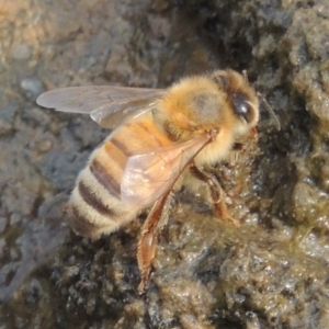 Apis mellifera at Tuggeranong DC, ACT - 15 Jan 2020 07:06 PM