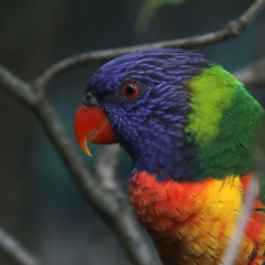 Trichoglossus moluccanus (Rainbow Lorikeet) at Rosedale, NSW - 15 Nov 2019 by jbromilow50