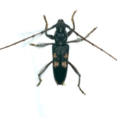Phoracantha punctata (Longhorn beetle) at Rosedale, NSW - 15 Nov 2019 by jbromilow50