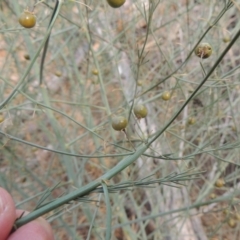 Asparagus officinalis (Asparagus) at Tuggeranong DC, ACT - 15 Jan 2020 by michaelb