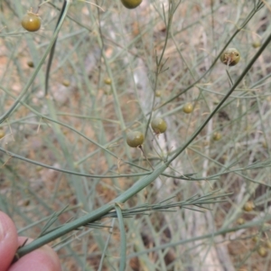 Asparagus officinalis at Tuggeranong DC, ACT - 15 Jan 2020 07:17 PM