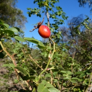 Rosa rubiginosa at Theodore, ACT - 5 May 2020