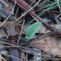 Glossodia major (Wax Lip Orchid) at Mount Majura - 4 May 2020 by petersan