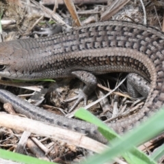 Carlia tetradactyla (Southern Rainbow Skink) at Dunlop, ACT - 4 May 2020 by BrianHerps