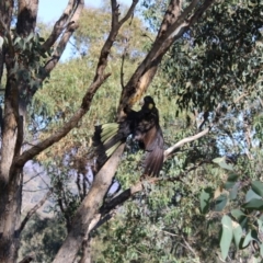 Zanda funerea (Yellow-tailed Black-Cockatoo) at Gordon, ACT - 5 May 2020 by ChrisHolder
