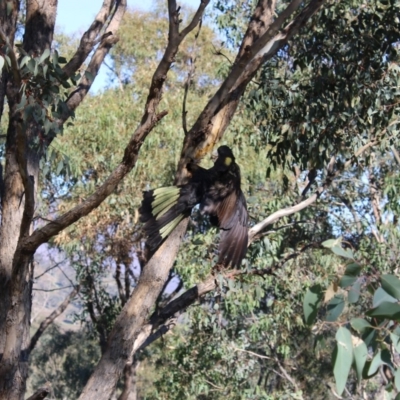 Zanda funerea (Yellow-tailed Black-Cockatoo) at Gordon, ACT - 5 May 2020 by ChrisHolder