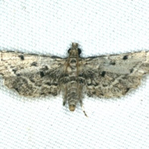 Sufetula hemiophthalma at Rosedale, NSW - 16 Nov 2019