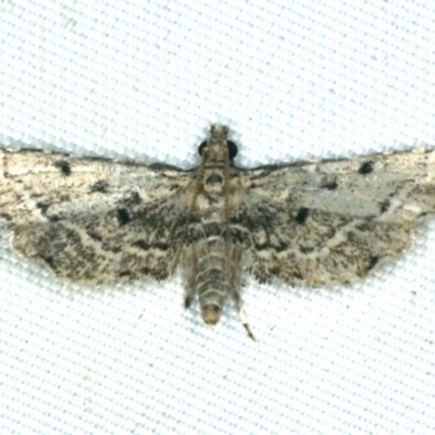 Sufetula hemiophthalma (A Crambid moth) at Rosedale, NSW - 16 Nov 2019 by jbromilow50