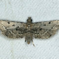 Sufetula hemiophthalma at Rosedale, NSW - 16 Nov 2019