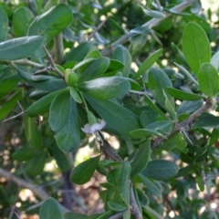 Lycium ferocissimum (African Boxthorn) at Callum Brae - 3 May 2020 by Mike