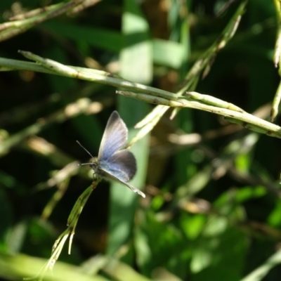 Zizina otis (Common Grass-Blue) at Isaacs Ridge Offset Area - 4 May 2020 by Mike