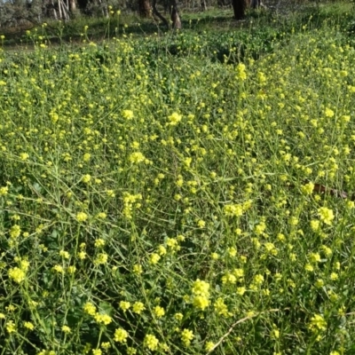 Hirschfeldia incana (Buchan Weed) at Isaacs Ridge Offset Area - 4 May 2020 by Mike