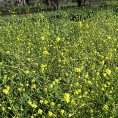 Hirschfeldia incana (Buchan Weed) at Isaacs Ridge and Nearby - 4 May 2020 by Mike