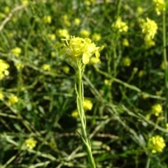 Hirschfeldia incana at Jerrabomberra, ACT - 4 May 2020