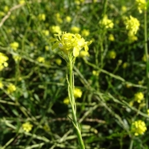 Hirschfeldia incana at Jerrabomberra, ACT - 4 May 2020