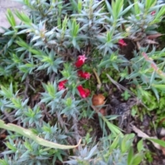 Astroloma humifusum at Isaacs Ridge and Nearby - 4 May 2020