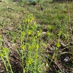 Pimelea curviflora (Curved Rice-flower) at Isaacs Ridge - 4 May 2020 by Mike