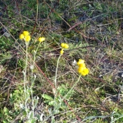 Chrysocephalum apiculatum (Common Everlasting) at Jerrabomberra, ACT - 4 May 2020 by Mike