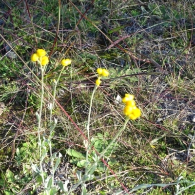 Chrysocephalum apiculatum (Common Everlasting) at Isaacs Ridge and Nearby - 4 May 2020 by Mike