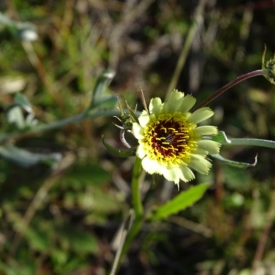 Tolpis barbata (Yellow Hawkweed) at Jerrabomberra, ACT - 4 May 2020 by Mike